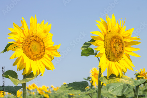 Fototapeta Two ripe sunflowers on summer blue sky background