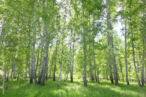 Fotoroleta las brzoza pejzaż park natura