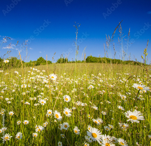 Naklejka krajobraz natura kwiat słońce lato