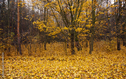 Fotoroleta pejzaż krzew jesień wiejski drzewa