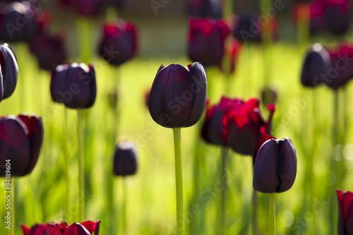 Fotoroleta roślina tulipan kwiat