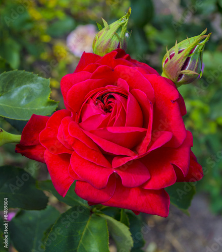 Fotoroleta ogród świeży miłość kwiat bukiet