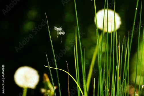 Fotoroleta kwiat pyłek trawa natura