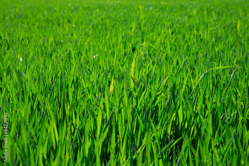 Fotoroleta wiejski panoramiczny pejzaż łąka roślina