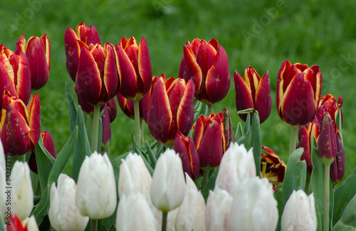 Fotoroleta tulipan lato natura kwiat łąka