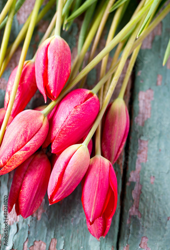 Plakat natura stary świeży tulipan