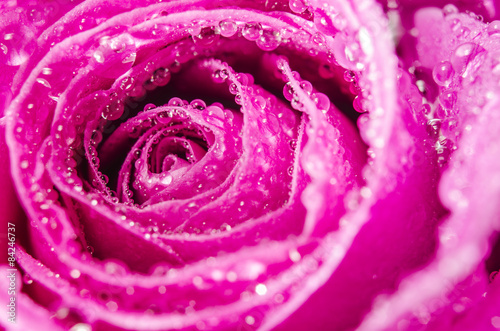 Naklejka roślina kwiat rosa świeży
