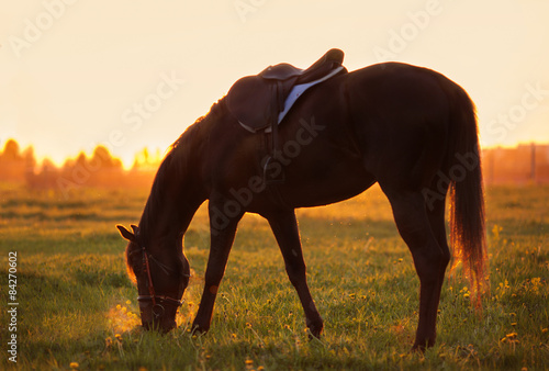 Fotoroleta natura koń siodełko wieczór pomarańczowy