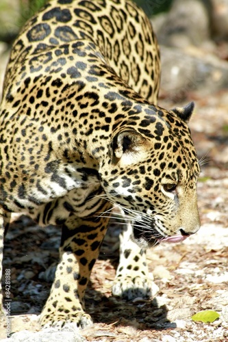 Plakat jaguar zwierzę natura ssak