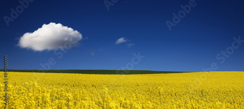 Plakat panoramiczny trawa słońce panorama niebo