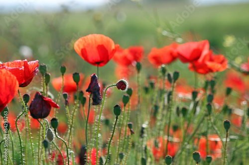 Obraz na płótnie poppies flower field nature background