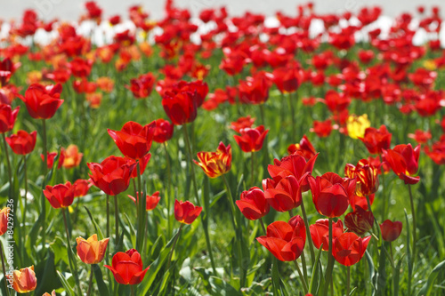 Obraz na płótnie kwiat słońce rolnictwo holandia