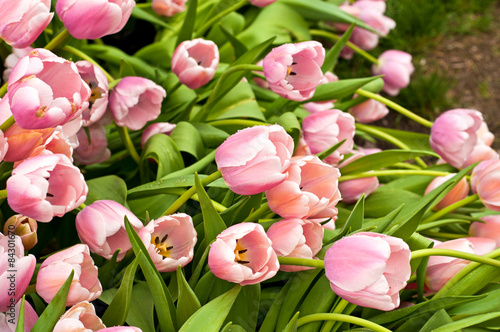 Plakat pąk kwiat tulipan