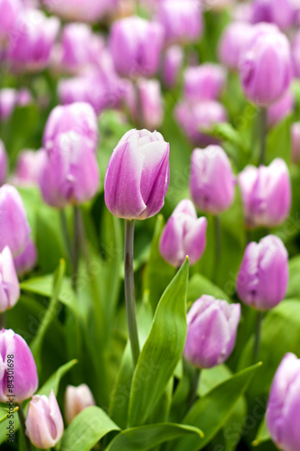 Naklejka pąk tulipan kwiat ogród