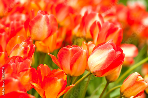 Fotoroleta kwiat tulipan park natura