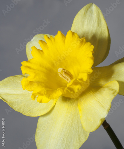 Plakat roślina kwiat narcyz pyłek niebo
