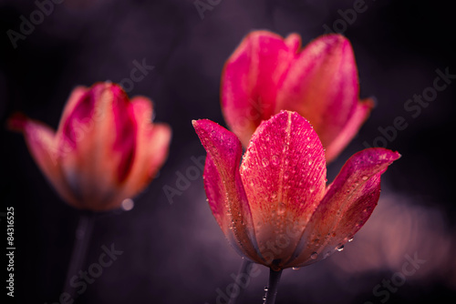 Plakat pąk kwiat natura tulipan woda