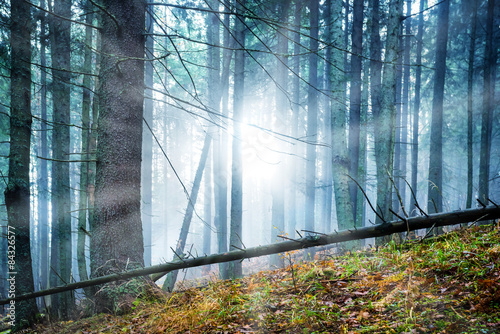 Fototapeta las jesień pejzaż