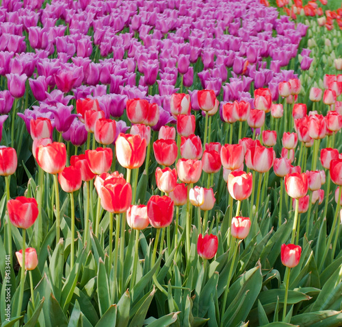 Fototapeta ogród tulipan lato kwiat