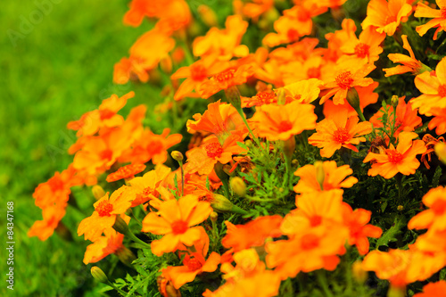 Fototapeta lato roślina kwiat ogród łąka
