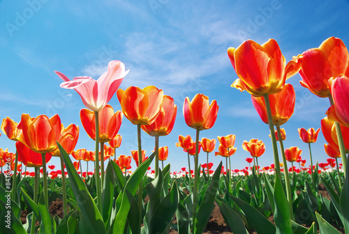 Fotoroleta tulipan pole natura wiejski park