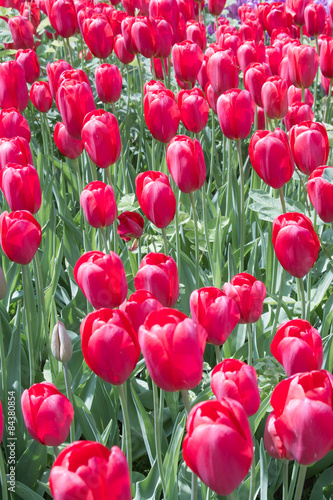 Naklejka tulipan świeży pole roślina kwiat