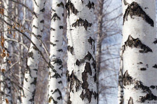 Plakat natura drzewa brzoza las zbliżenie
