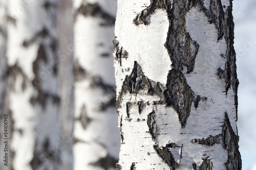 Obraz na płótnie las brzoza natura drzewa brzoza brodawkowata