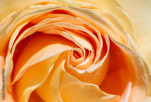 Naklejka natura kwiat pąk rose