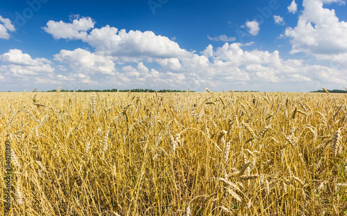 Fototapeta Wheat field