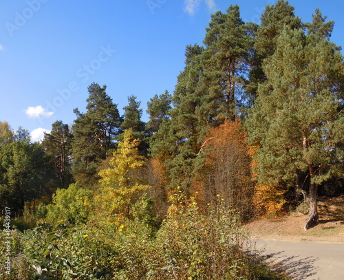 Fotoroleta jesień sosna natura roślina las