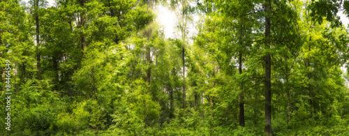 Fototapeta słońce europa krzew
