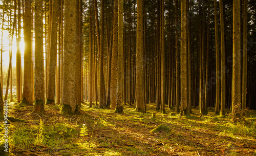 Fototapeta las słońce natura roślinność drzewa