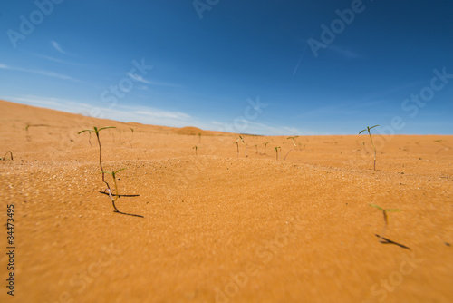 Obraz na płótnie wydma pustynia natura roślina