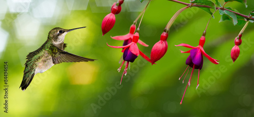 Naklejka panoramiczny ptak koliber kwiat