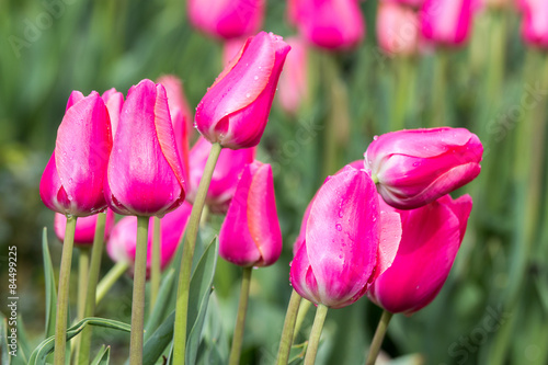 Fototapeta piękny tulipan pole kwiat ogród