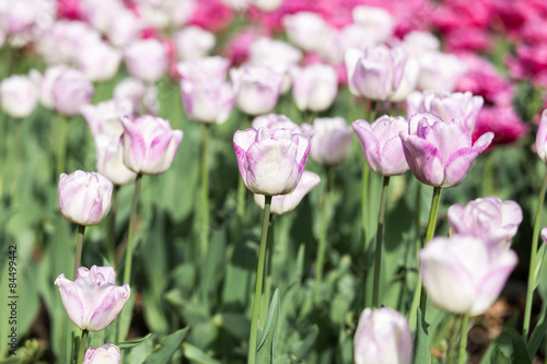Obraz na płótnie park tulipan natura piękny