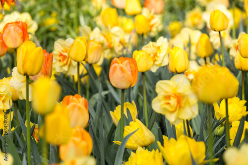 Plakat kwiat tulipan natura park