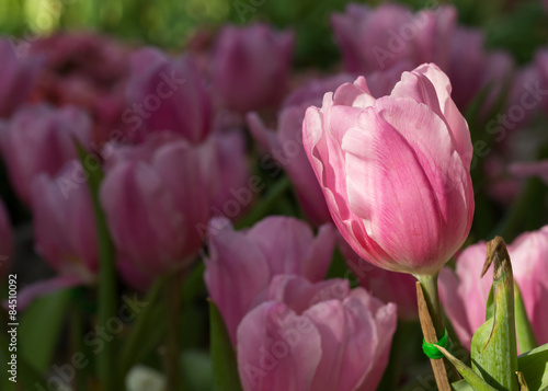 Fotoroleta pole tulipan bukiet kwiat świeży