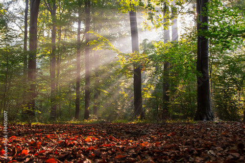Fotoroleta drzewa słońce las bezdroża samotność