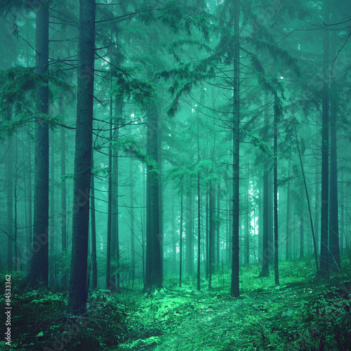 Plakat drzewa piękny las dziki