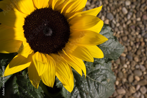 Fototapeta kwiat ogród słonecznik słońce cień