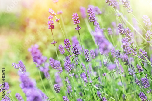 Naklejka aromaterapia spokojny lato kwiat