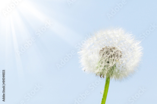 Fototapeta pyłek niebo kwiat