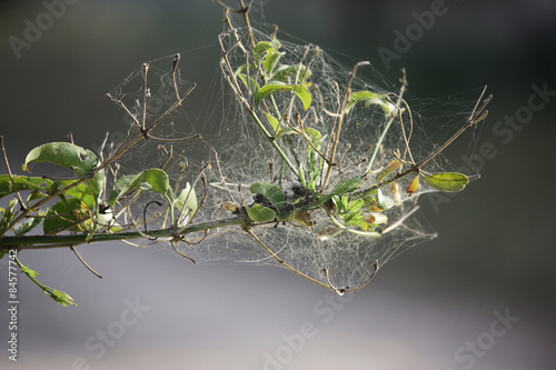 Fototapeta pąk pająk zwierzę liść paproci lub palmy gałąź