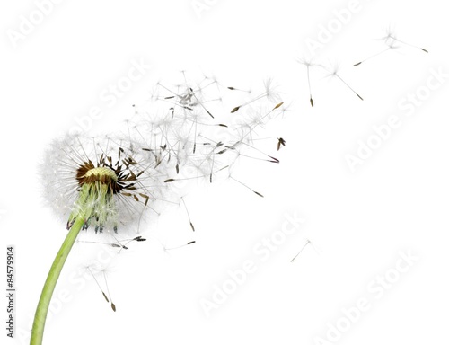 Obraz na płótnie roślina pyłek kwiat