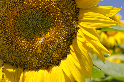 Obraz na płótnie kwiat zwierzę fauna zdrowie pyłek