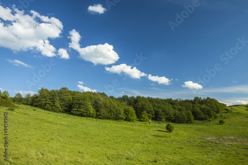 Fotoroleta drzewa pole dolina lato niebo