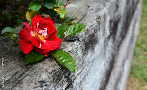 Fotoroleta kwiat natura ogród drewno rose
