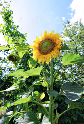 Obraz na płótnie natura kwiat lato warzywo rolnictwo
